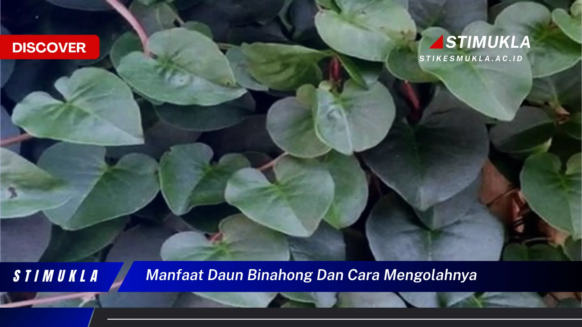 manfaat daun binahong dan cara mengolahnya