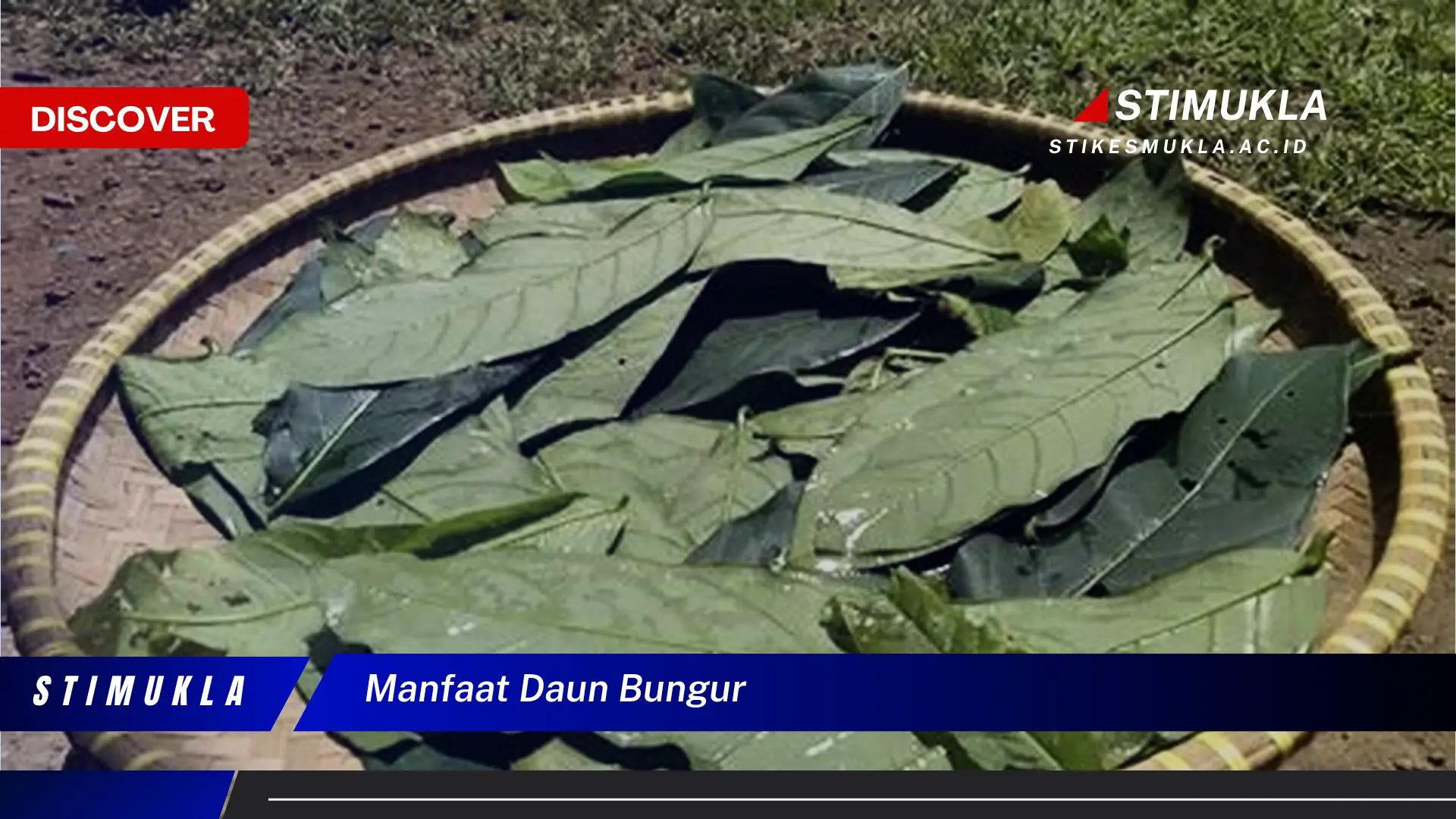 manfaat daun bungur