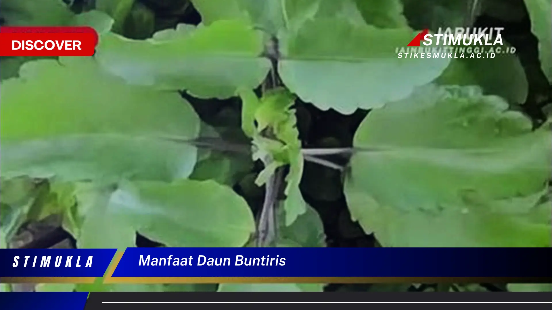 manfaat daun buntiris