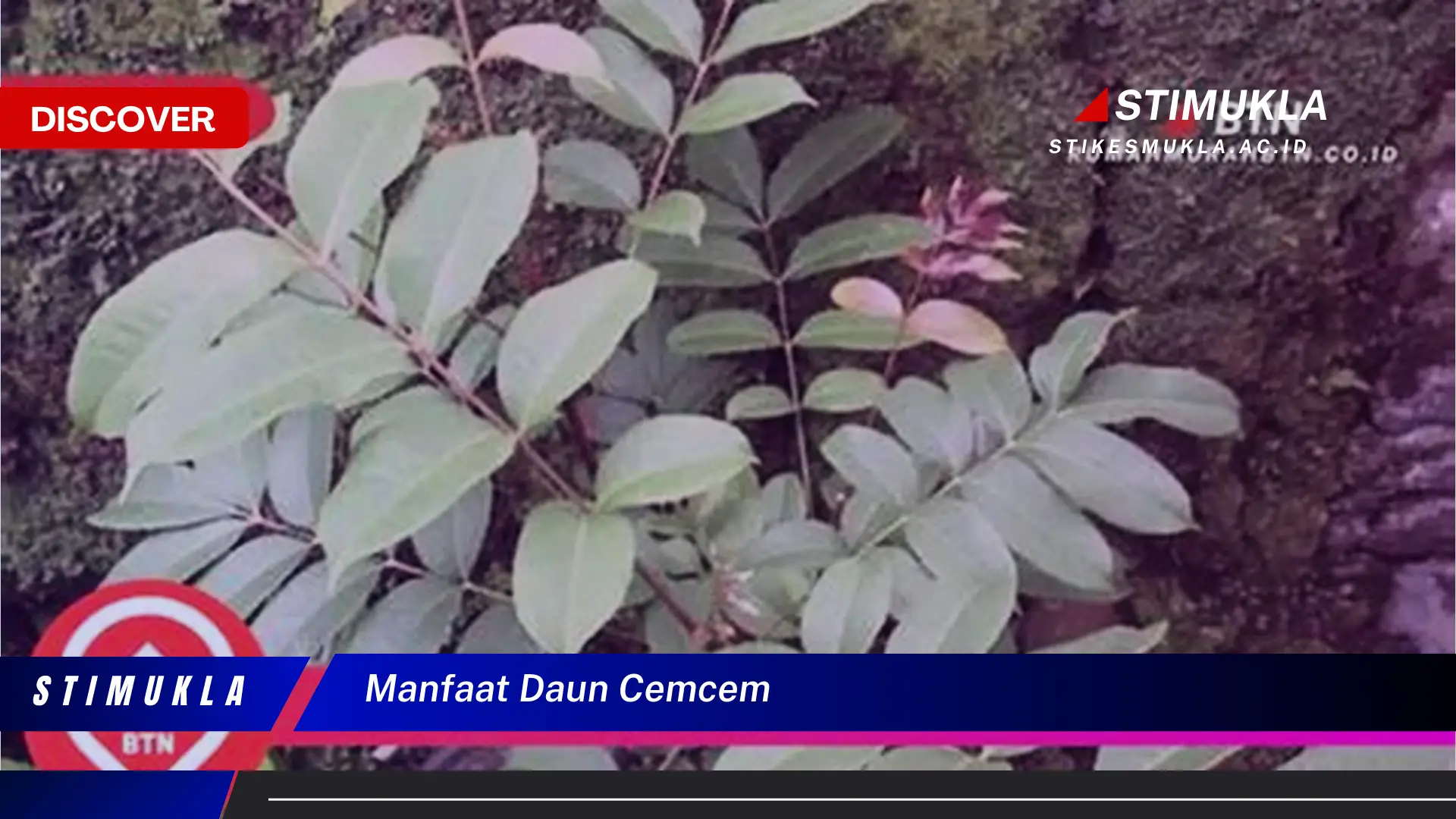 manfaat daun cemcem