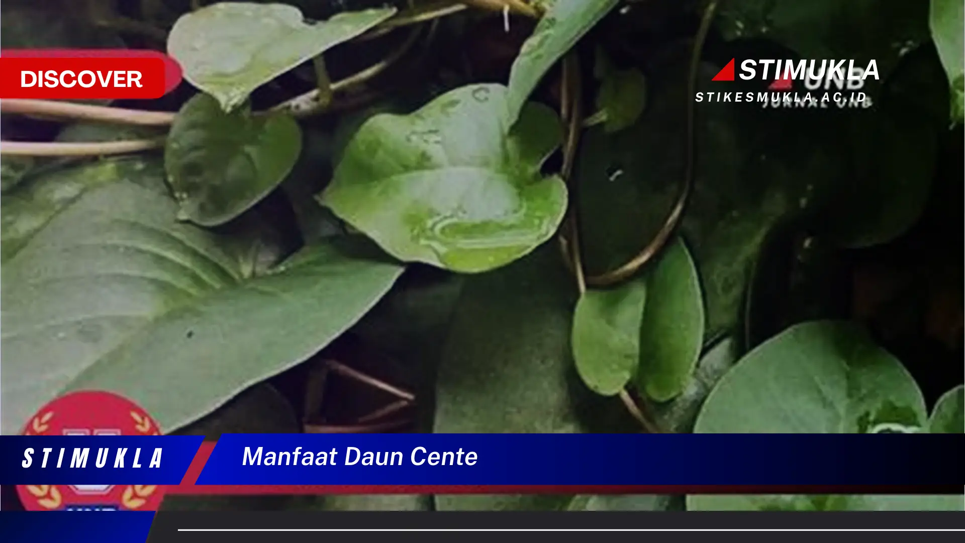 manfaat daun cente