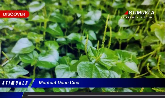 manfaat daun cina