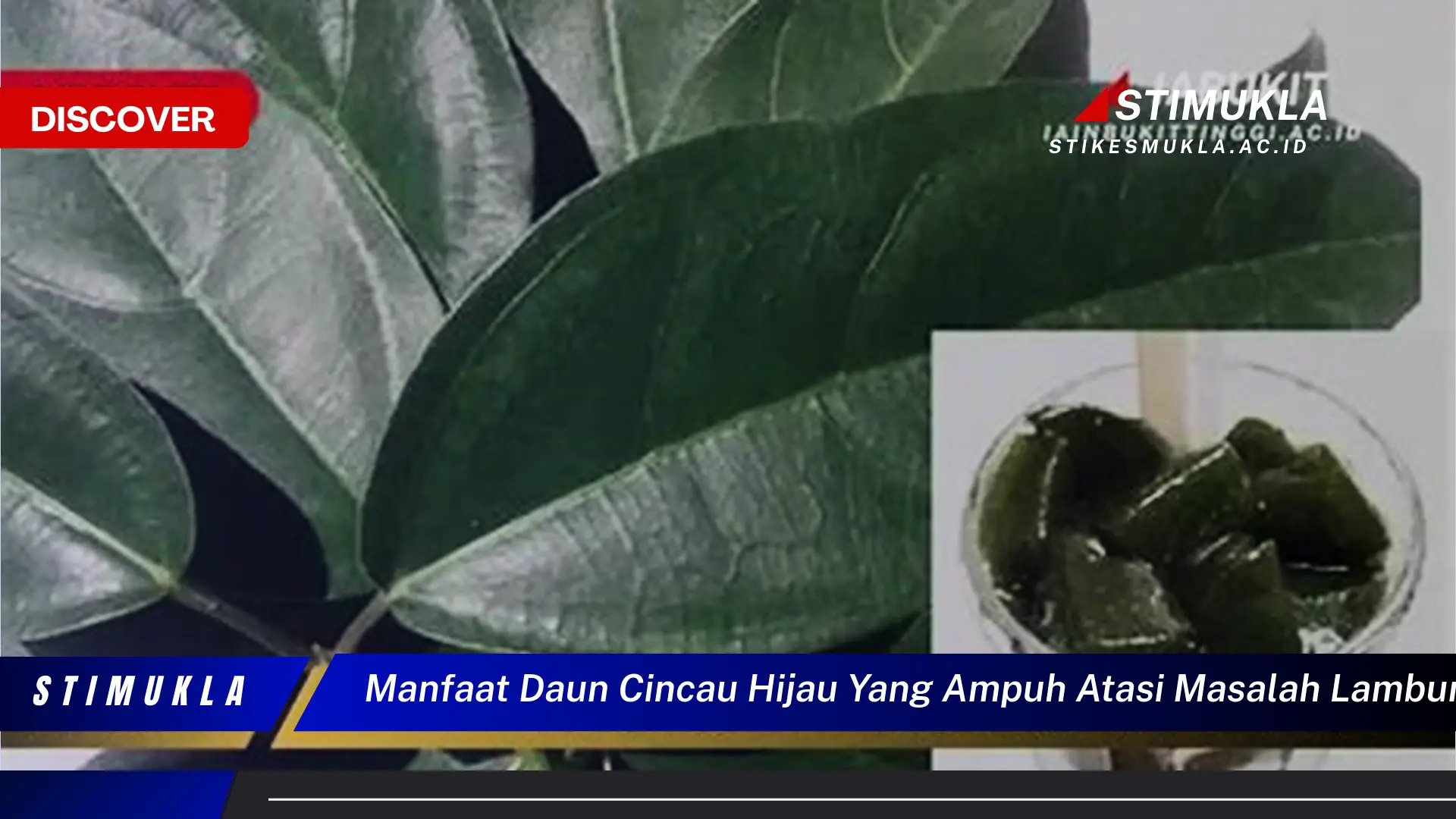 manfaat daun cincau hijau yang ampuh atasi masalah lambung