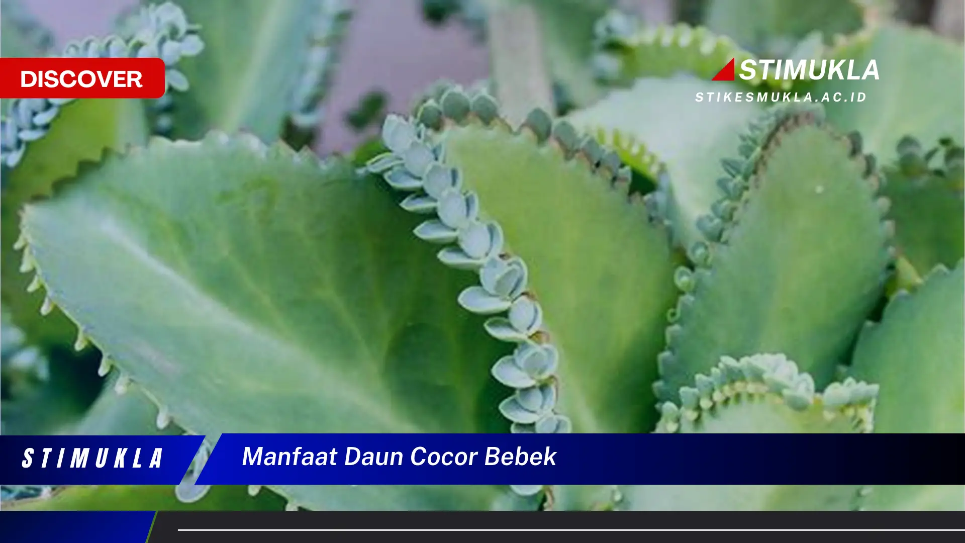 manfaat daun cocor bebek