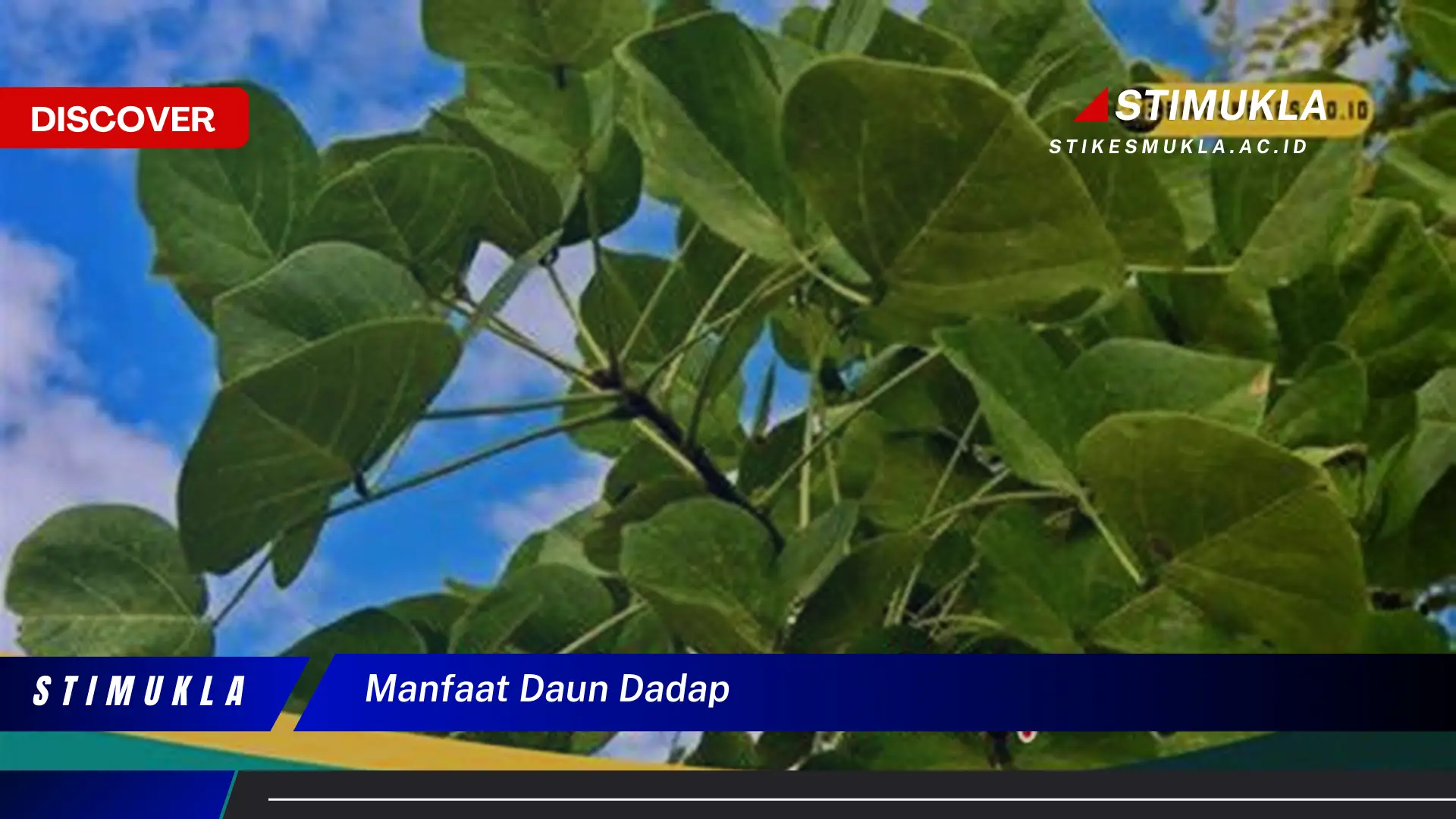 manfaat daun dadap