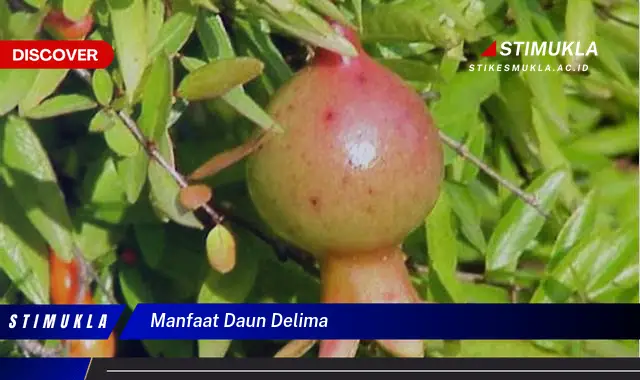 manfaat daun delima