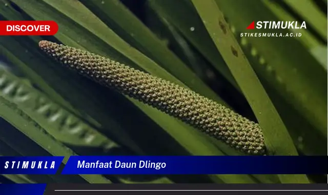 manfaat daun dlingo