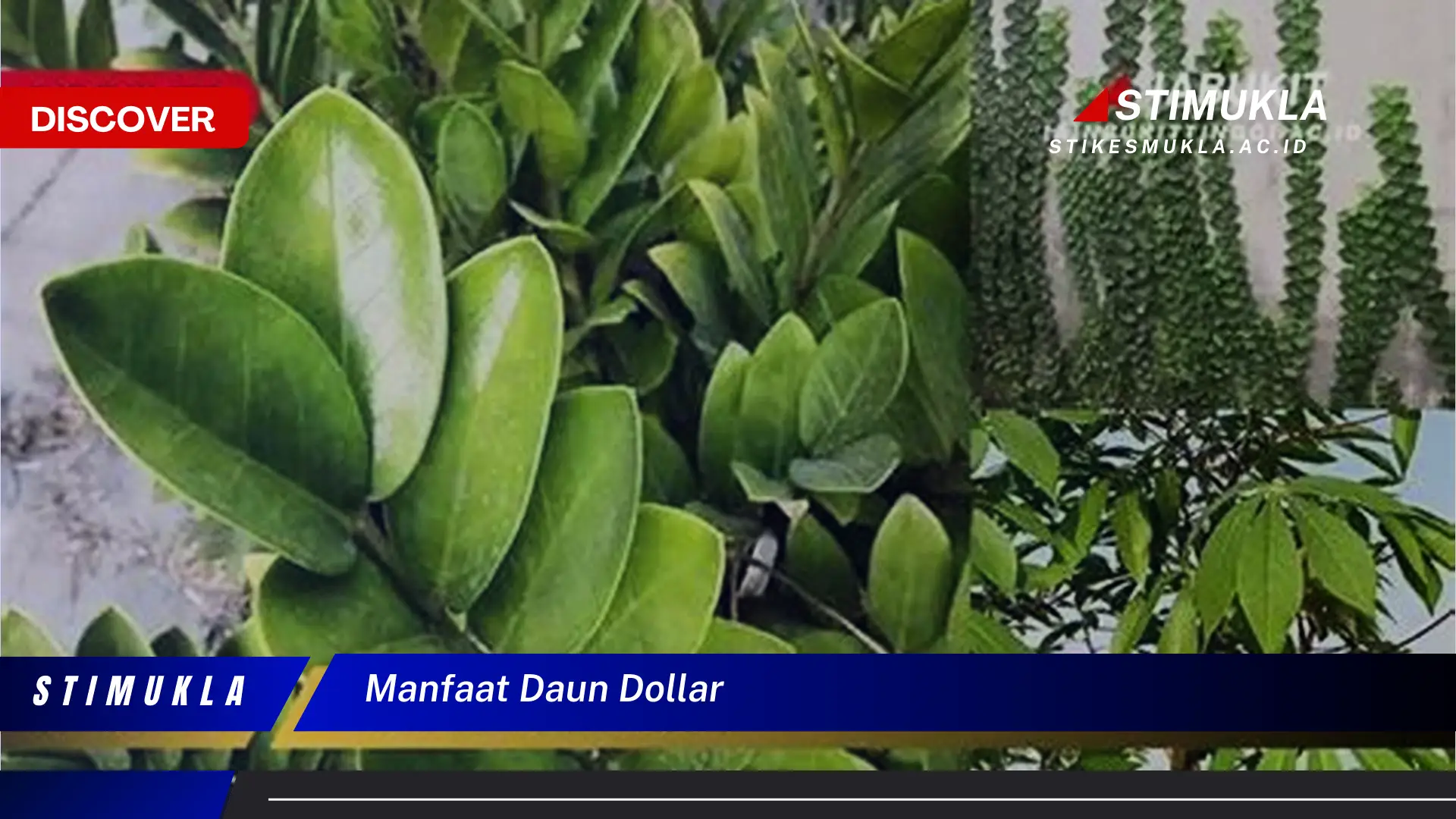 manfaat daun dollar