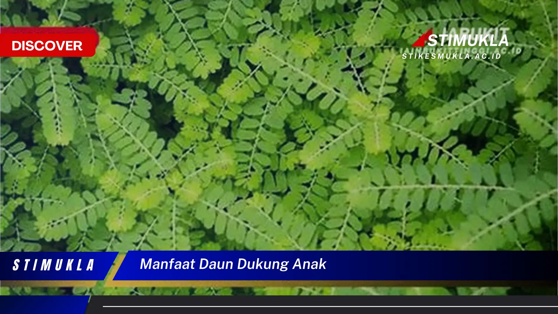 Temukan 10 Manfaat Daun Dukung Anak Jarang Diketahui