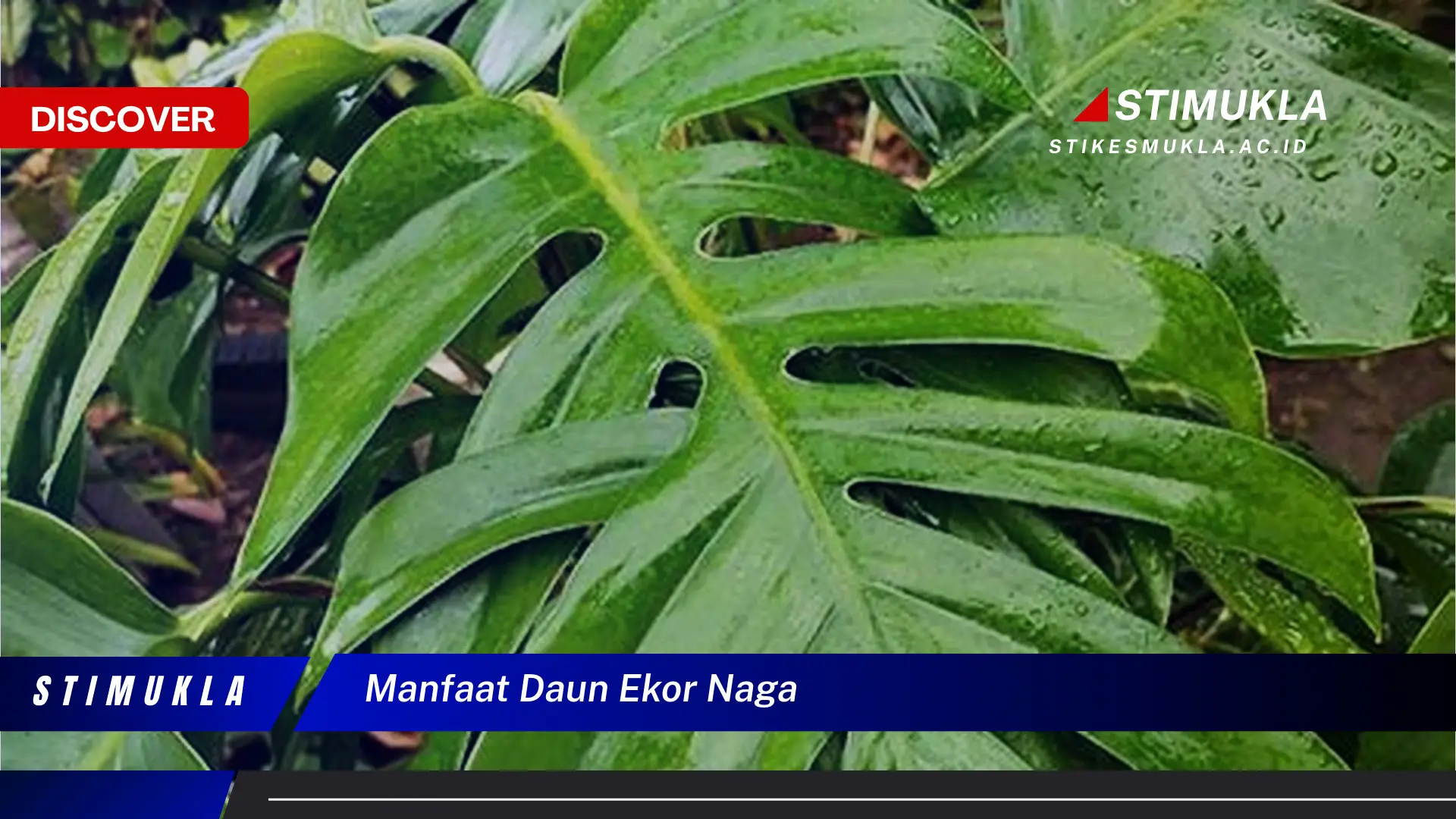 manfaat daun ekor naga