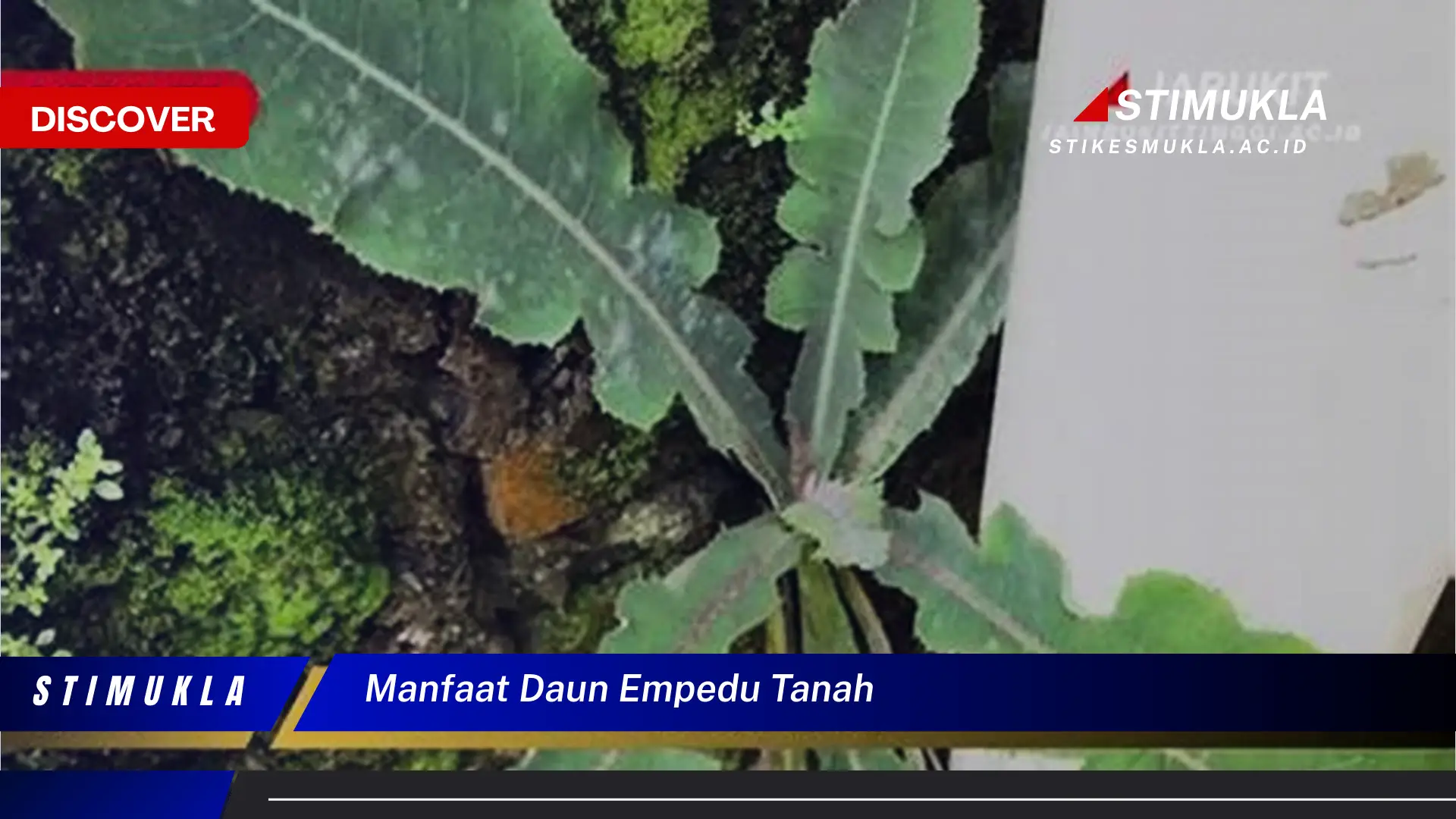 Ketahui 10 Manfaat Daun Empedu Tanah untuk Kesehatan Anda