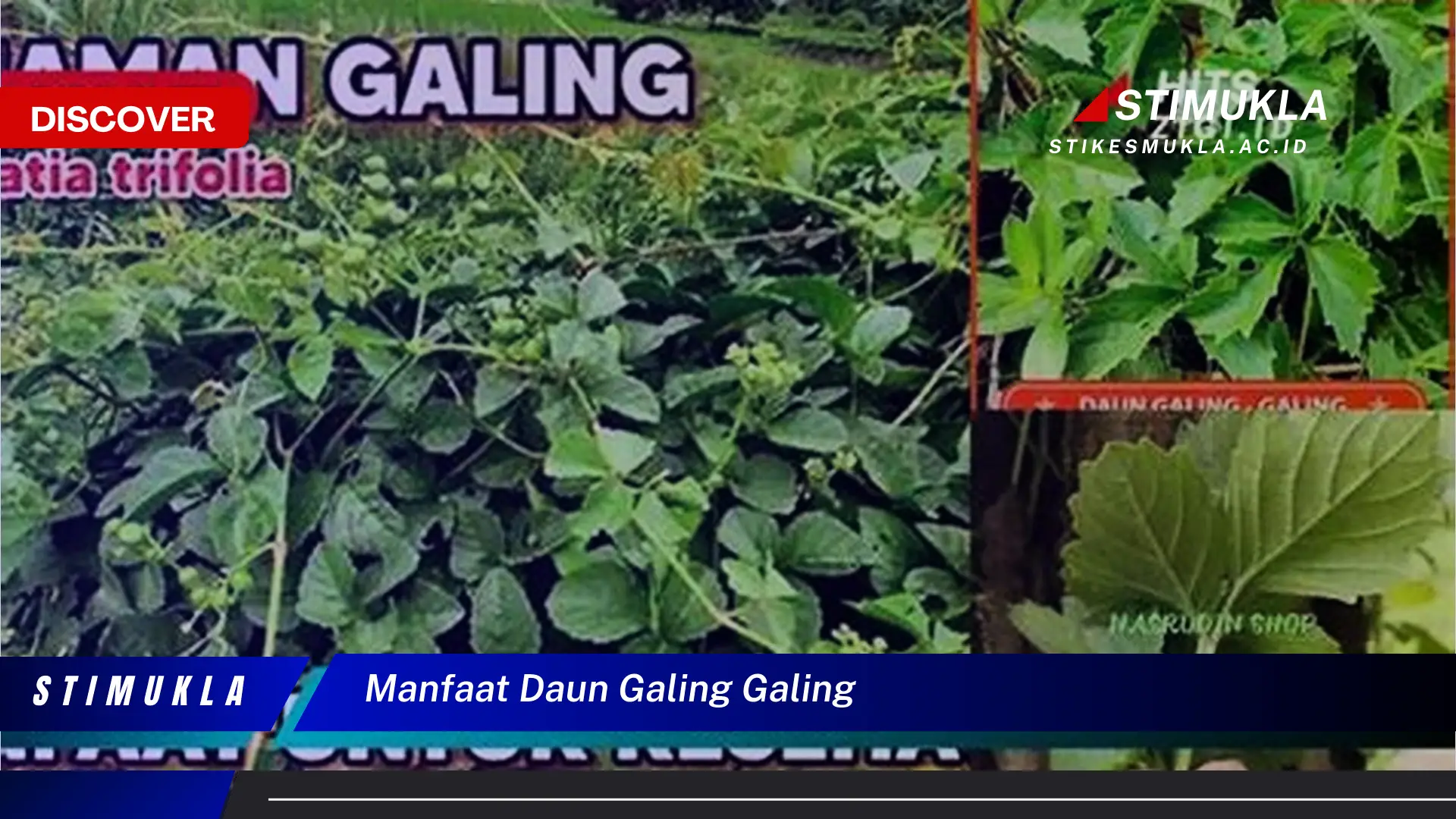 manfaat daun galing galing