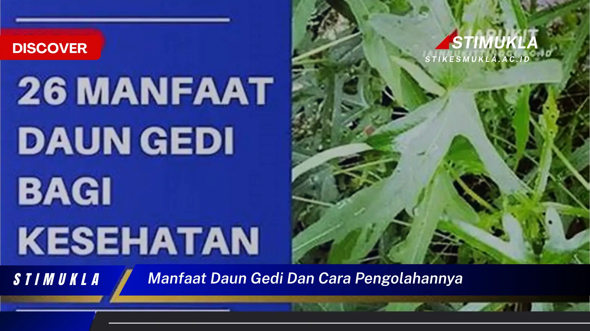 manfaat daun gedi dan cara pengolahannya