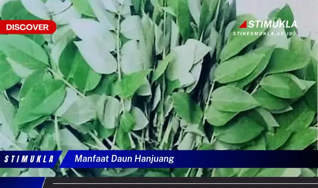 manfaat daun hanjuang