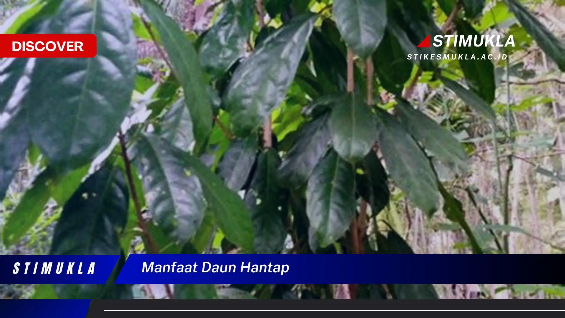 manfaat daun hantap