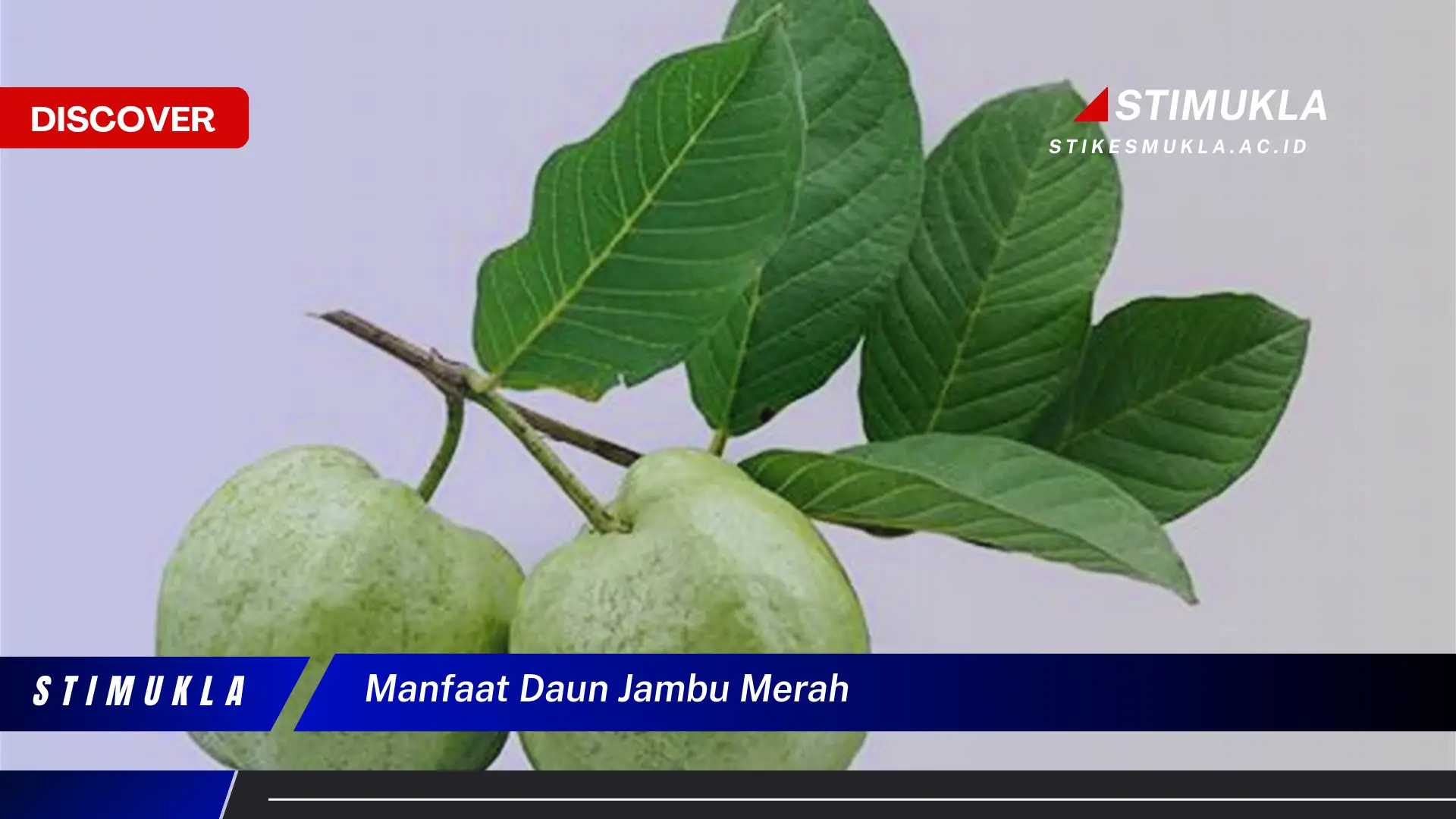 manfaat daun jambu merah