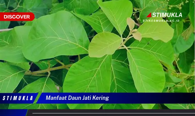 manfaat daun jati kering