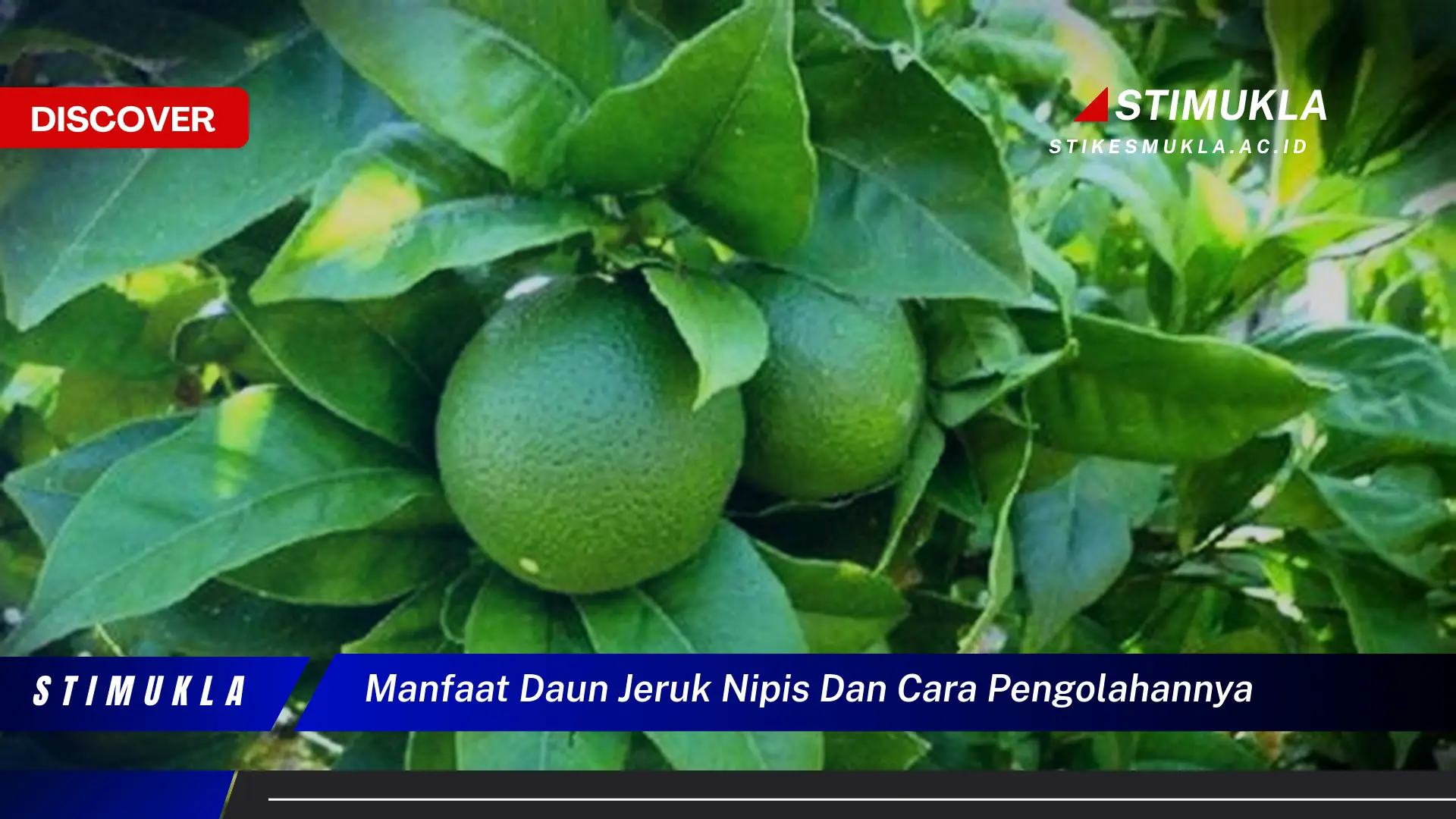 manfaat daun jeruk nipis dan cara pengolahannya