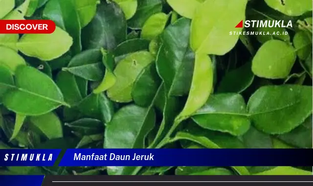 manfaat daun jeruk