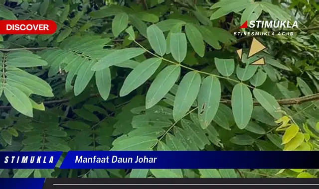 manfaat daun johar