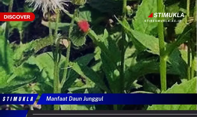 manfaat daun junggul