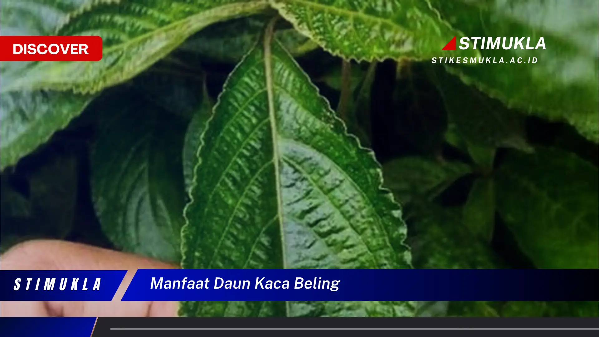 manfaat daun kaca beling