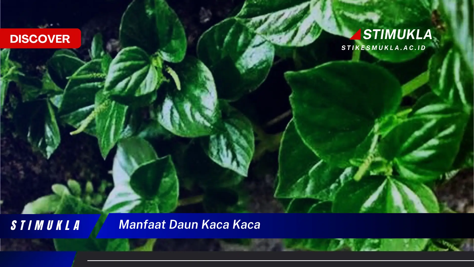 Ketahui 10 Manfaat Daun Kaca Kaca untuk Kesehatan Tubuh Anda