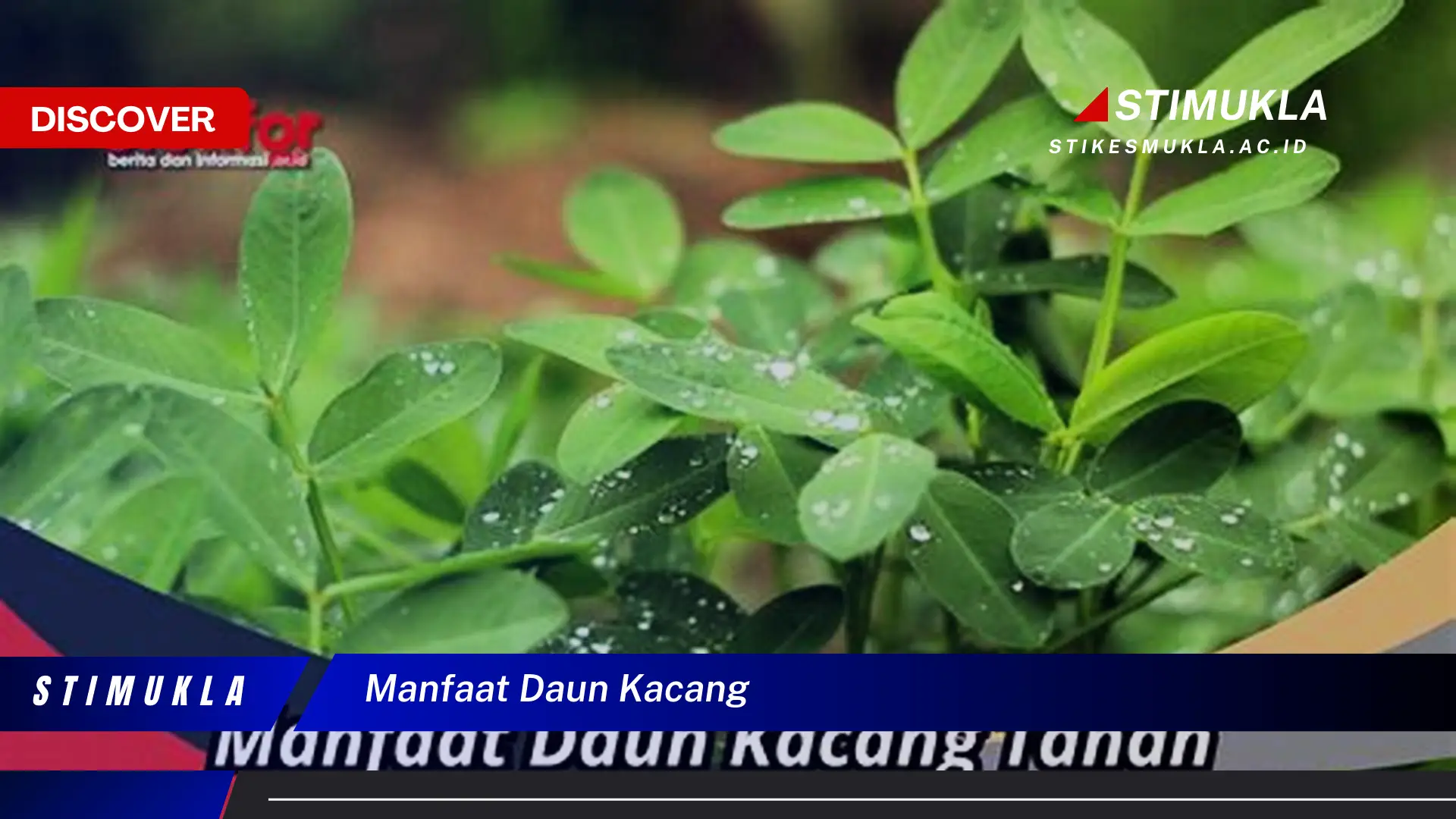 manfaat daun kacang