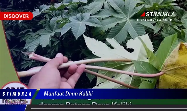 manfaat daun kaliki