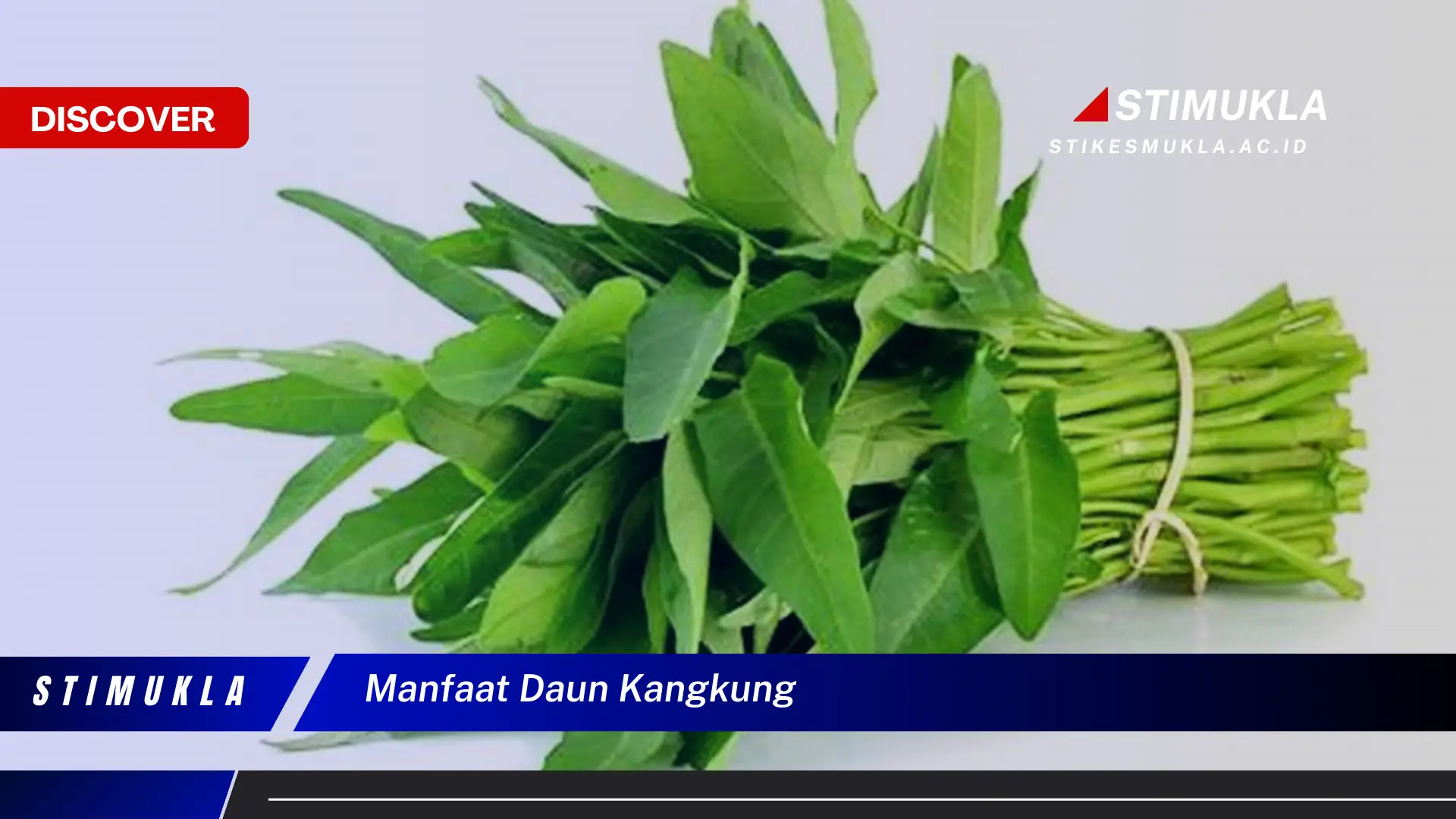 manfaat daun kangkung