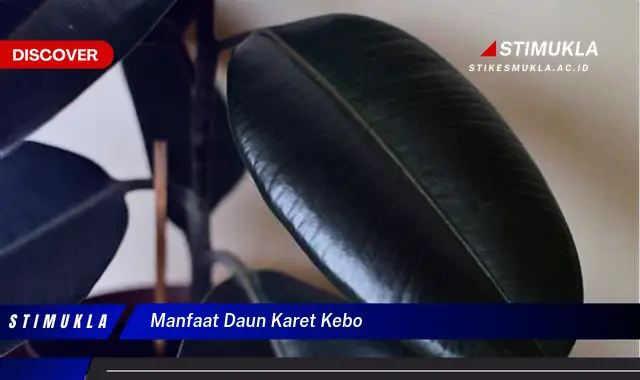 manfaat daun karet kebo