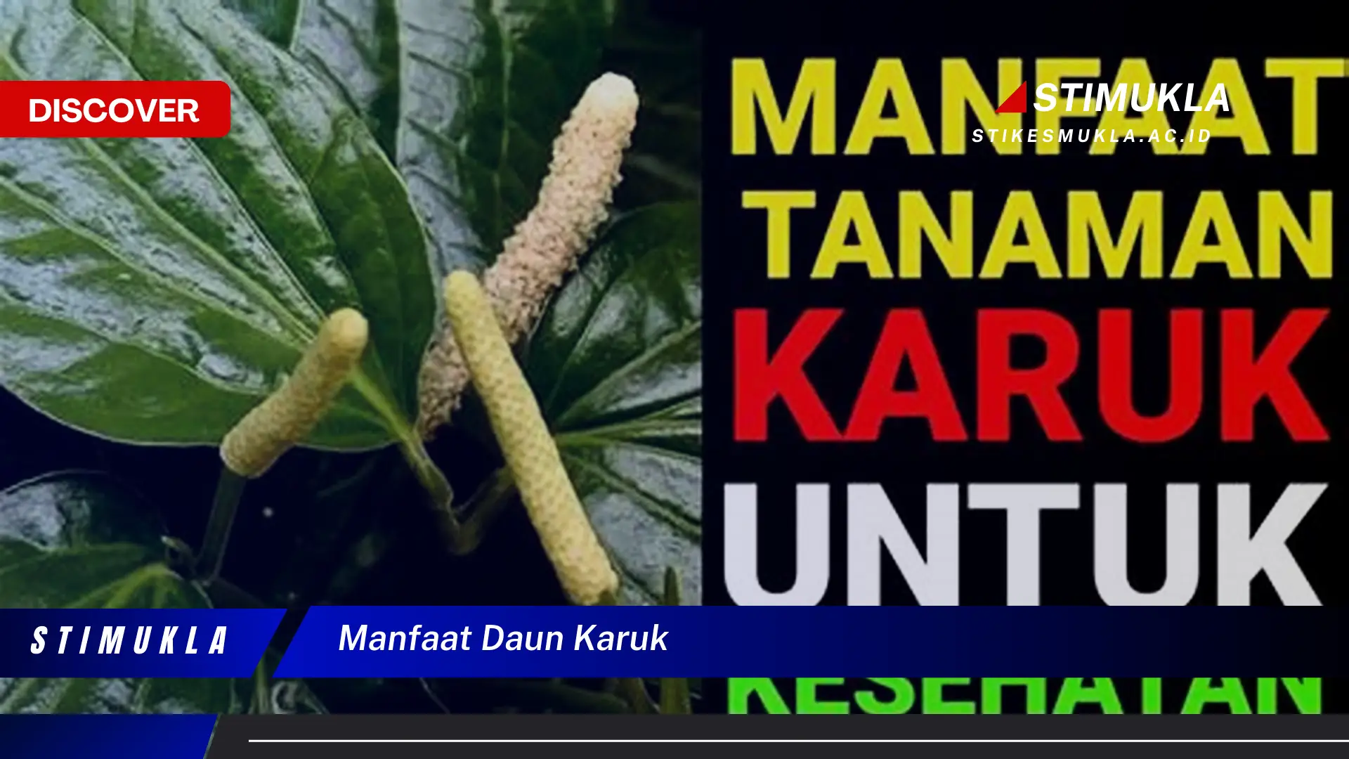 manfaat daun karuk