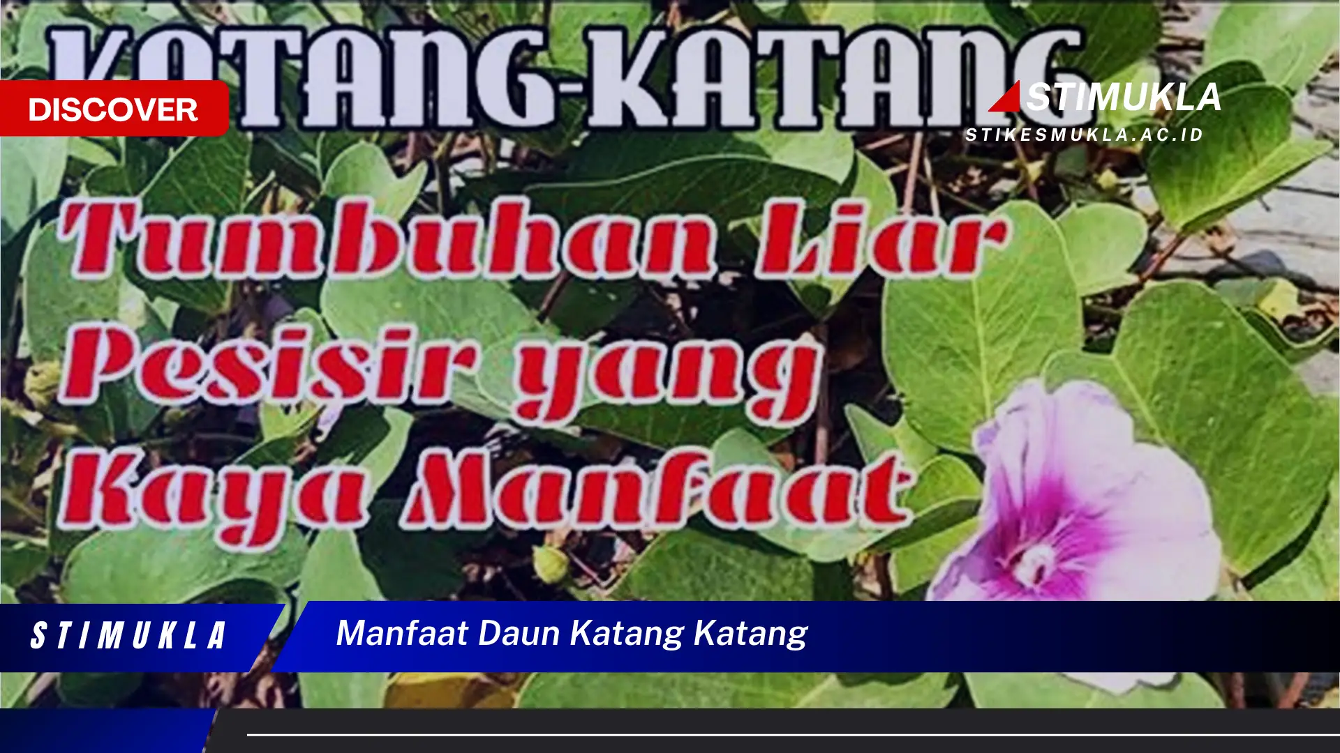 manfaat daun katang katang