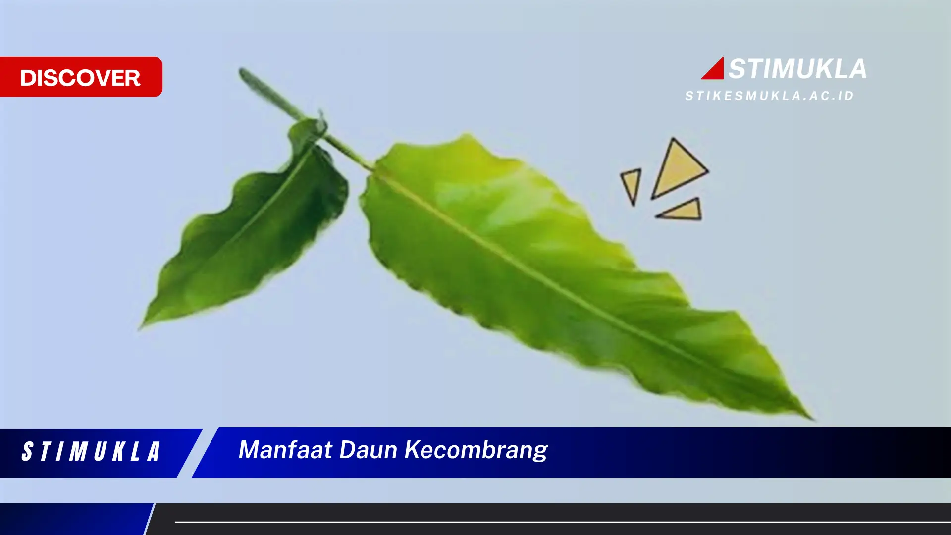 manfaat daun kecombrang