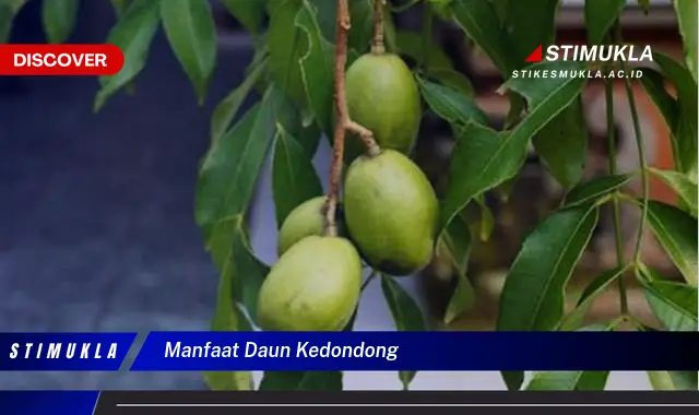 manfaat daun kedondong