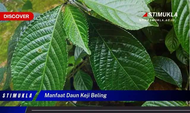 manfaat daun keji beling