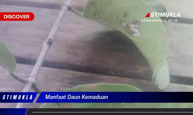 manfaat daun kemaduan