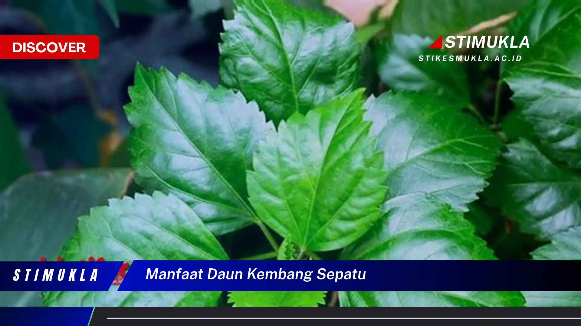 manfaat daun kembang sepatu