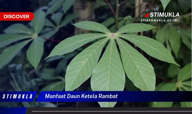 manfaat daun ketela rambat