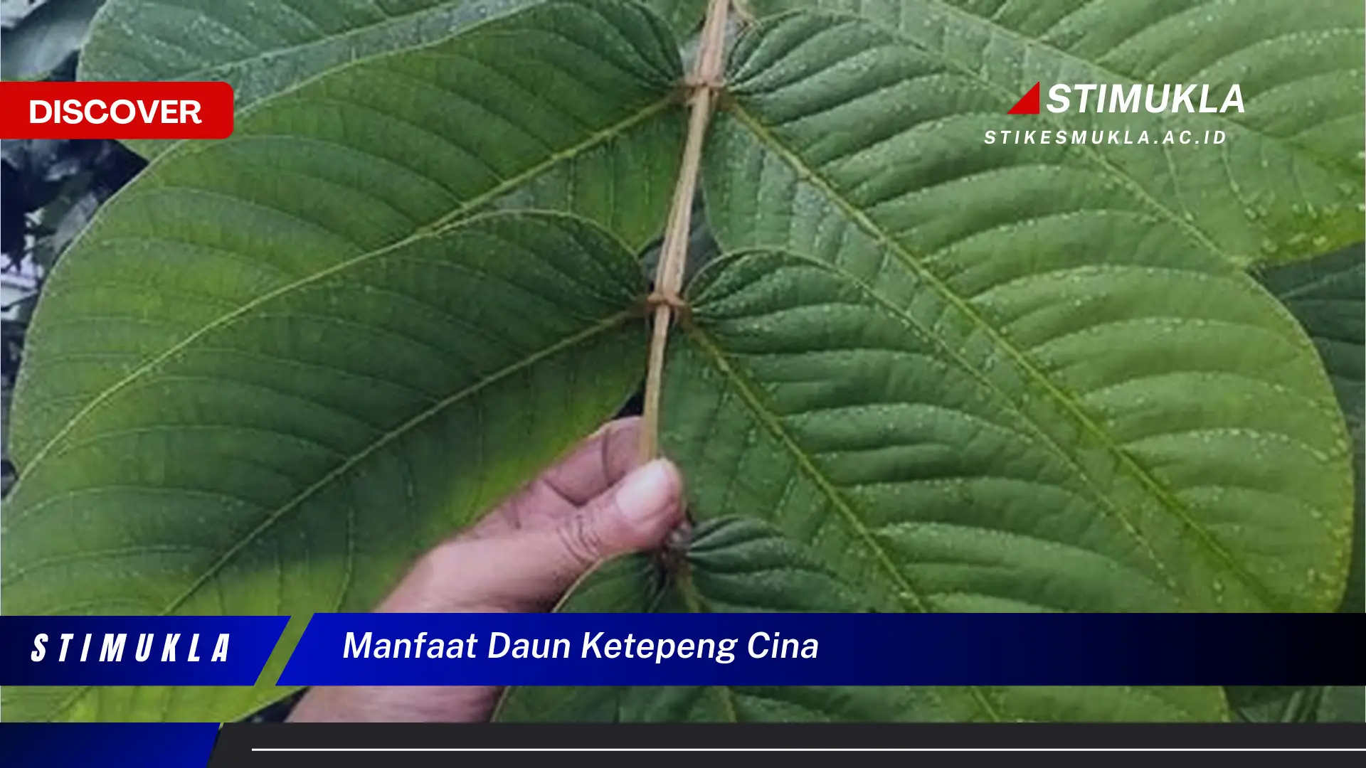 manfaat daun ketepeng cina