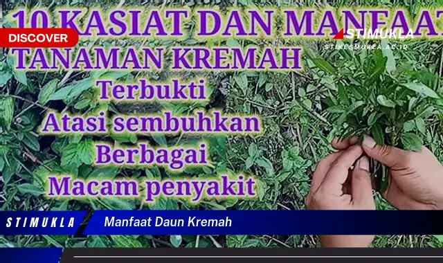 manfaat daun kremah