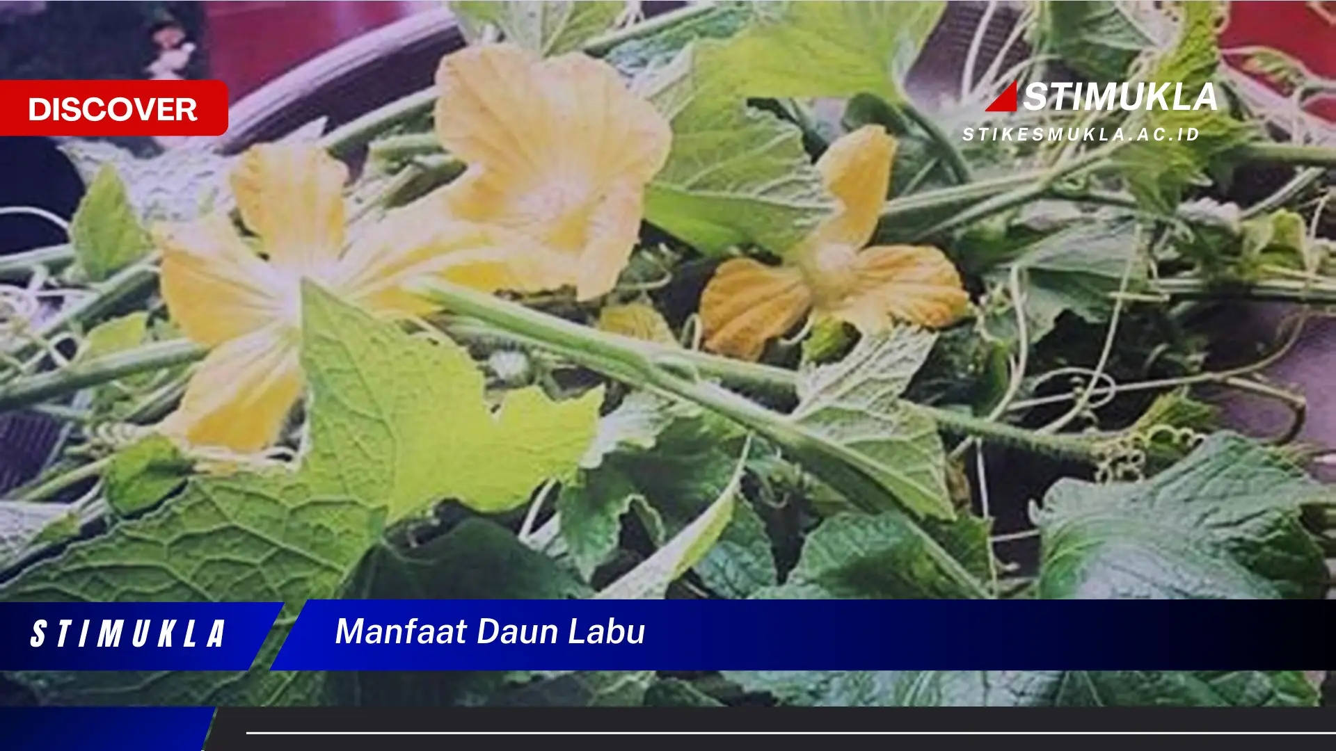 manfaat daun labu