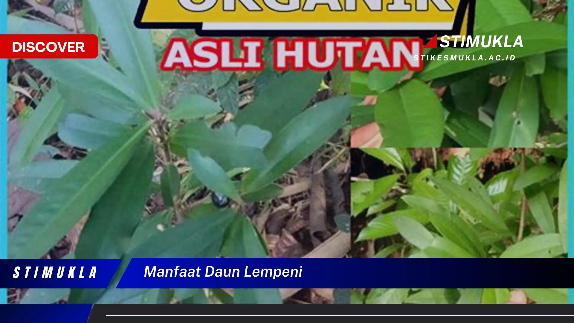 manfaat daun lempeni