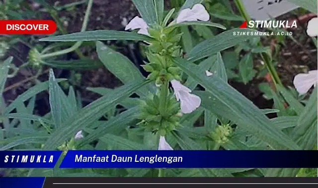 manfaat daun lenglengan