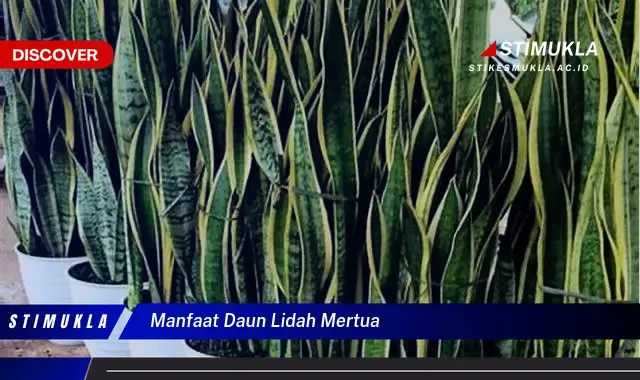 manfaat daun lidah mertua