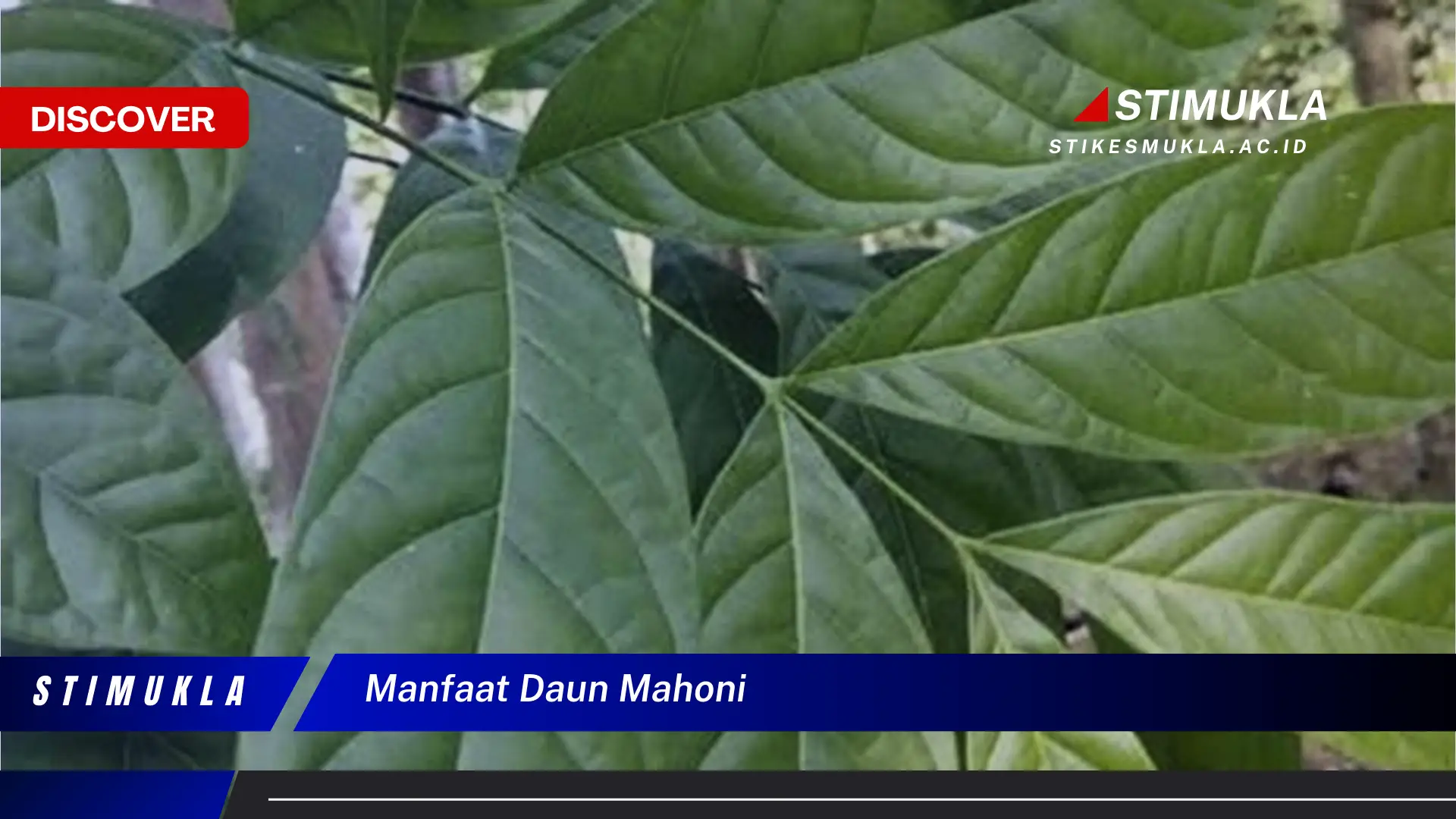 manfaat daun mahoni