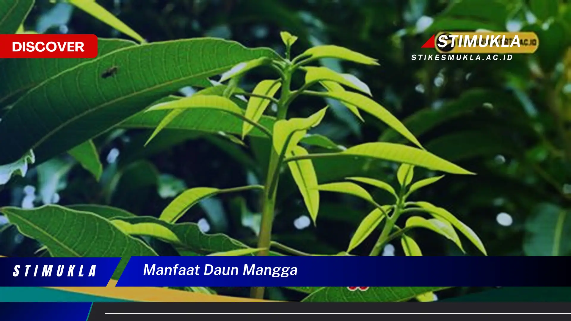 manfaat daun mangga