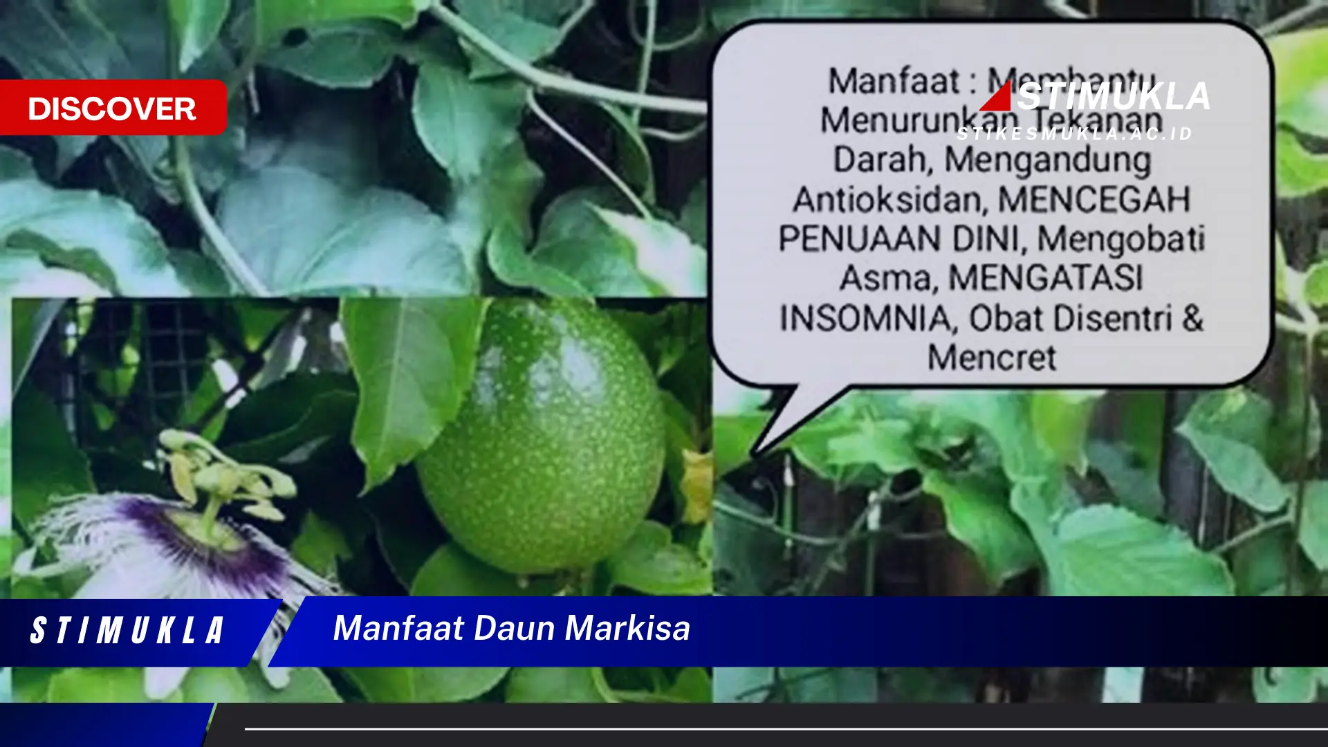 manfaat daun markisa