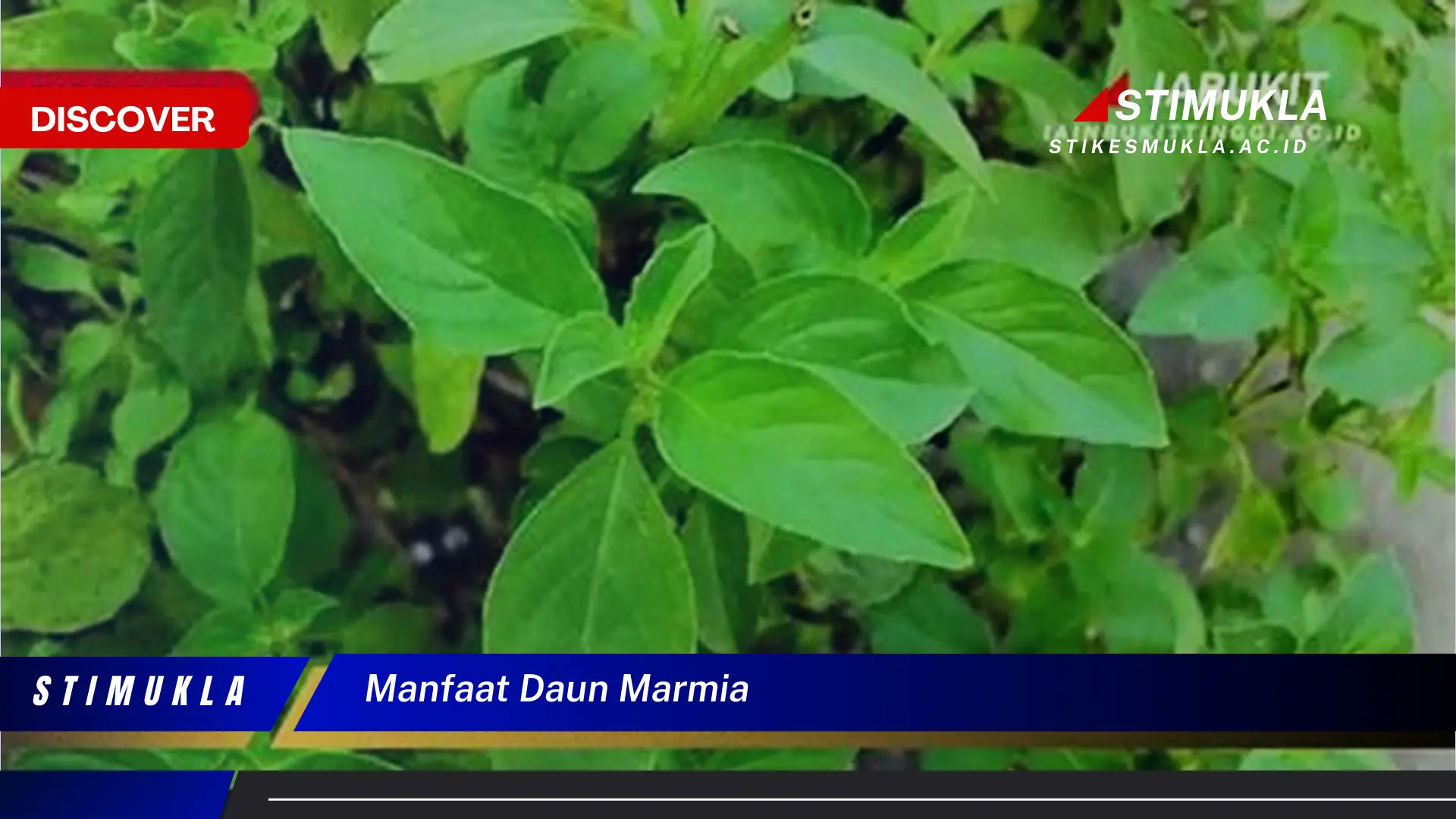 manfaat daun marmia