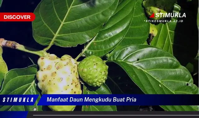 manfaat daun mengkudu buat pria